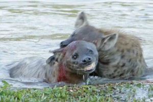 Linh cẩu cấu xé, tìm mọi cách dìm chết đồng loại của mình