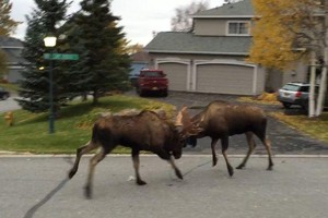 Tranh giành bạn tình, nai sừng tấm húc nhau dữ dội gây náo động cả một con phố