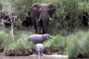 Voi đồng cỏ châu Phi to lớn "chạm mặt" đàn hà mã cứng đầu và cái kết cực kỳ hài hước