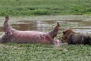 Đang tận hưởng bữa ăn, sư tử gặp tình huống dở khóc dở cười