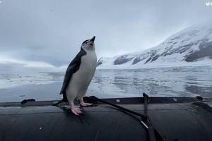 Vì sợ cô đơn, chim cánh cụt mặc kệ đúng sai nhảy lên tàu của đoàn khách du lịch dạo chơi