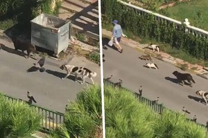 Người phụ nữ bí ẩn điều khiển được cả chó, mèo và các loài chim