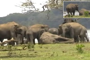 Xúc động khoảnh khắc đàn voi hơn 300 con tụ tập quanh xác chết con đầu đàn, bảy tỏ lòng kính trọng