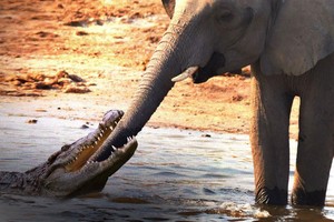 Uống nước trong lãnh thổ của cá sấu, voi rừng bị tập kích suýt gãy vòi