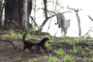 Lỡ tấn công phải con của loài lì lợm nhất thế giới động vật, báo hoa mai bị ăn đòn đau