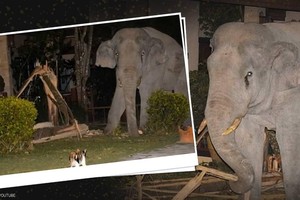 Vào nhà không xin phép, chú voi nặng hơn 4 tấn suýt bị mèo mướp "tẩn" cho một trận