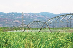 Nguồn cung từ vụ mía trong nước mới chỉ đáp ứng được khoảng 30% nhu cầu.