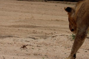 Cuộc chiến không cân sức, một mình chú cua bé nhỏ chấp hết cả đàn sư tử hung hãn