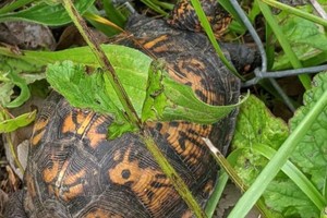 Giải cứu con rùa bị mắc kẹt, cô gái suýt ngất xỉu sau khi phát hiện ra điều bí ẩn nằm phía dưới