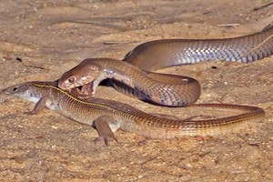 Rắn hổ mang chúa thể hiện bản năng sát thủ hàng đầu khi đi săn thằn lằn