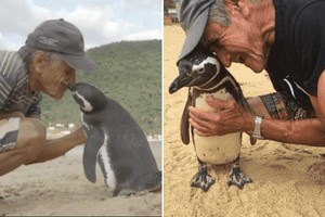 Chim cánh cụt vượt nắng, ngược gió hơn 8.000 km để quay trở về thăm ân nhân cứu mạng mỗi năm