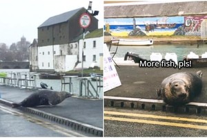 Vị khách "chất chơi": Sống dưới đáy biển nhưng ngày nào cũng phải trèo lên bờ để đi ăn nhà hàng