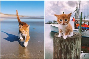 Marlin - con vật có hình hài của loài mèo nhưng lại mang tâm hồn của một chú chó, có khả năng bơi lội cực đỉnh