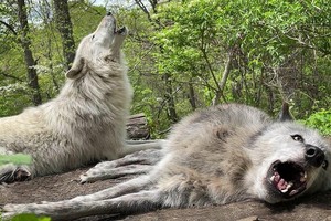 Ông hoàng lười biếng, bậc thầy của sự đối phó, hai con chó sói mê ngủ đến còn chẳng thèm đứng dậy để hú