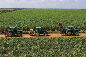 Giá đường tăng giúp doanh nghiệp mía đường bớt áp lực về bài toán vùng nguyên liệu.