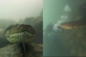 Cảm giác đang bơi, lặn mà gặp phải một con trăn Anaconda dài hơn 7 m thì sẽ ra sao?