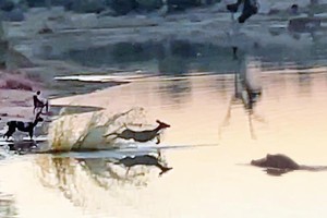 Giữa vòng vây trùng điệp của của bầy chó hoang châu Phi, linh dương vẫn tìm được "cửa sinh" một cách thần kỳ