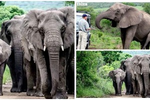 Đàn voi đi bộ hơn 12 tiếng để dự đám tang người đã nuôi dưỡng