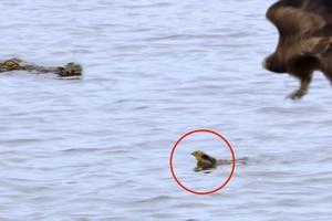 Trò đùa của số phận, chú chim non dũng cảm trốn thoát khỏi móng vuốt của diều hâu nhưng lại sa vào miệng cá sấu