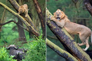 Bộ dạng "không thường thấy" của chúa tể rừng xanh khi bị hơn 100 con trâu rừng châu Phi truy đuổi