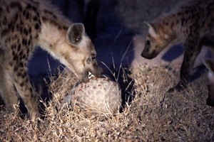Bầy linh cẩu hung dữ lao vào cấu xé cũng phải "chào thua" trước loài sinh vật bé nhỏ nhưng kiên cường này