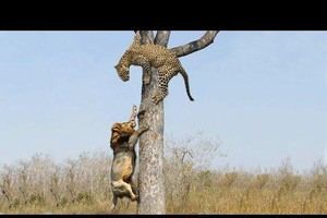 Cái kết bất ngờ của "hai đại cao thủ" thảo nguyên khi thi triển võ công ở trên cây