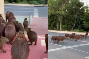 Đàn gặm nhấm lớn nhất thế giới biết sử dụng vạch kẻ để đi bộ qua đường như con người