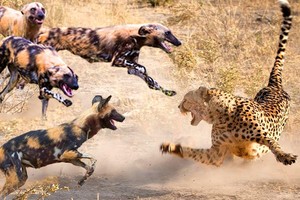 Cuộc chiến "cân não" tranh giành con mồi giữa báo săn và đàn chó hoang châu Phi