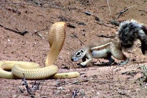 Bằng thân pháp cực kỳ linh hoạt, sóc nhỏ biến màn đi săn của rắn hổ mang thành một "trò lố"