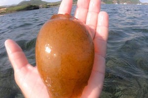 Chàng trai không chỉ một mà hai lần nhặt được trứng cá mập siêu quý hiếm