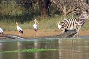 Bị cá sấu sông Nile ngoạm chặt một chân, chú ngựa vằn non vẫn trốn thoát đầy kịch tính