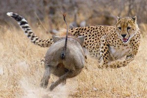 Chuyện ngược đời, lợn rừng lập hội đi cướp con mồi của báo săn