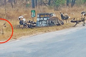 Linh cẩu liều chết đối đầu với đàn chó hoang để bảo vệ thân xác con nhỏ và pha lật kèo cực kỳ ngoạn mục vào phút cuối