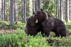 Trận ác chiến rung chuyển núi rừng của hai con gấu nâu to lớn