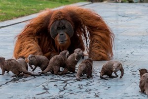 Rái cá làm bạn với đười ươi