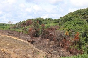 Ảnh minh họa. (Nguồn: TTXVN).