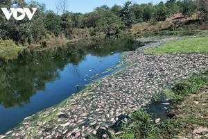 Xử phạt doanh nghiệp xả thải khiến cá chết hàng loạt ở thị trấn Phong Điền, huyện Phong Điền, tỉnh Thừa Thiên Huế.