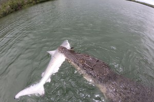 Đi câu cả ngày trời mới bắt được cá mập vây đen, chưa kịp kéo lên thuyền đã bị cá sấu cướp mất