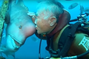 Tình bạn đặc biệt kéo dài hơn 25 năm giữa ông lão và con cá mặt người