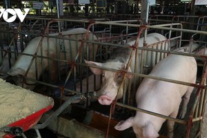 Giá lợn hơi tiếp tục tăng nhưng người chăn nuôi vẫn ngại tái đàn khi giá thức ăn chăn nuôi vẫn ở mức cao.