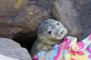 Bí ẩn đằng sau khuôn mặt ngơ ngác của chú hải cẩu con đang thò đầu qua khe đá