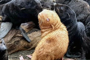 Chú hải cẩu đặc biệt, có tỷ lệ xuất hiện chỉ 1/100.000 