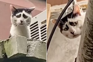 Chú mèo độc đáo sở hữu khuôn mặt có thể "dập tắt" mọi nguồn năng lượng tích cực từ người đối diện