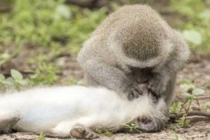 Khoảnh khắc độc đáo: Khỉ sơ cứu, hô hấp nhân tạo để cứu đồng loại bị tai nạn