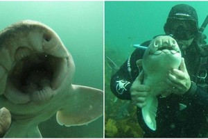 Chú "baby shark" khác lạ, thích gần gũi và được chơi đùa với con người