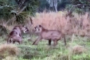 Trận ác chiến tranh giành lãnh thổ giữa hai con báo Florida cực kỳ quý hiếm bỗng nhiên bị gián đoạn bởi vì một con lợn lòi