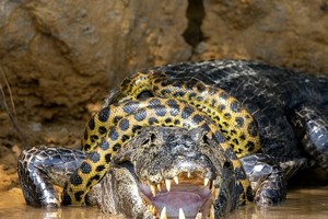 Đại chiến "long tranh hổ đấu" giữa trăn anaconda và cá sấu caiman