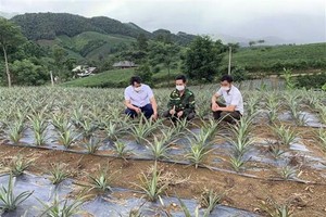 Các chương trình giảm nghèo ở Sơn La đem lại nhiều hiệu quả quan trọng. (Ảnh: Hữu Quyết/TTXVN).