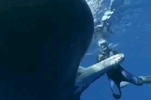 Loài động vật có bộ não và răng lớn nhất hành tinh tìm đến con người để nhờ giúp đỡ