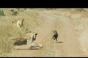 Lợn bướu đang hồn nhiên dạo chơi thì bỗng nhiên bị phục kích bởi cặp đôi "chúa tể núp lùm"